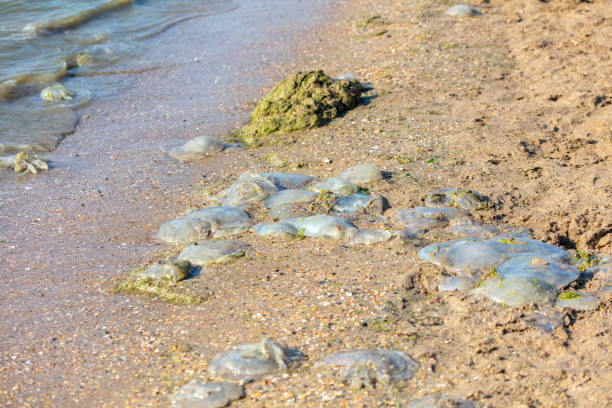 Dead jellyfish lie on the seashore.