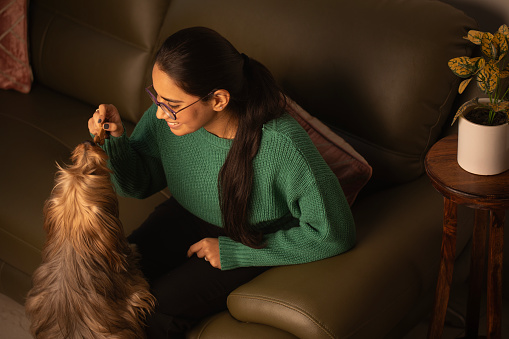 High angle view of smiling young woman showing biscuit to Yorkshire Terrier while sitting on sofa in living room at home