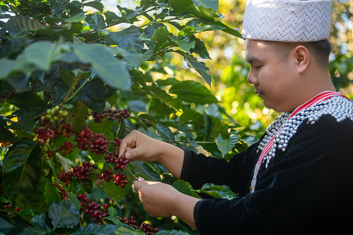 Organic arabica coffee with farmer collecting on farm harvesting berries Robusta and arabica coffee with farmer's hand, worker harvesting berries, arabica coffee, crop harvest concept