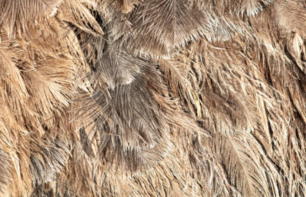 istock Gray feathers on an ostrich as an abstract background. Texture 1952759215
