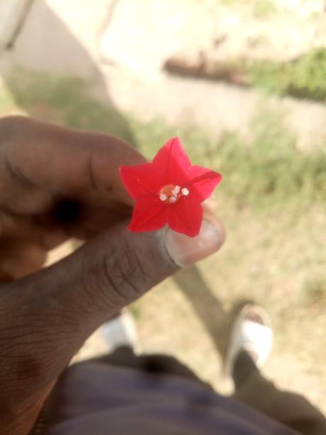 The tiny beautiful flower view in the boy hand