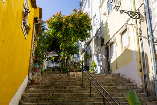 Lisbon Street Art Stairs with Tree