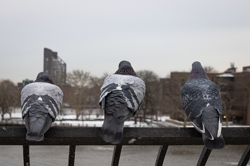 Three pigeons sitting next to each other on a metal fence in the park overlooking the East River of Manhattan, New York.