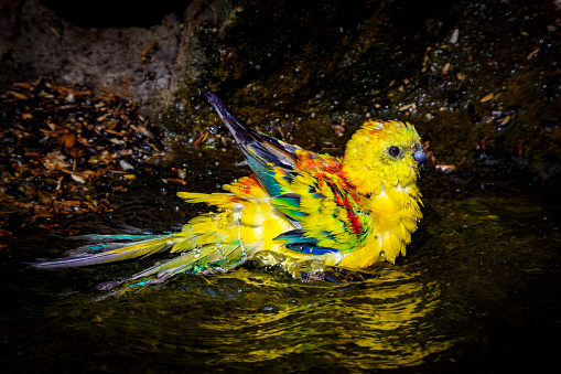 Juvenile yellow rosella parrot bathing and preening.