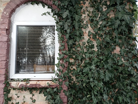 The wall of the house is wrapped in an ivy vine with green leaves, in which is a plastic window with blinds. The wall on which the ivy rises.