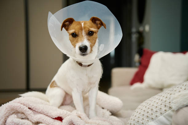 istock Dog in rehabilitation after surgery, wears plastic cone for protection 1952847269