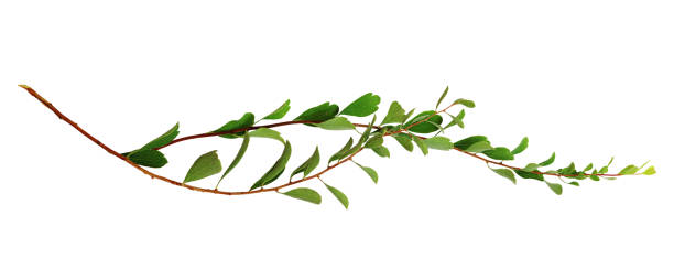 istock Twigs with small green leaves isolated 1952852097