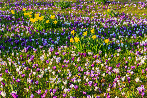 istock Purple crocus flowers and yellow daffodils on the lawn at spring 1952854749