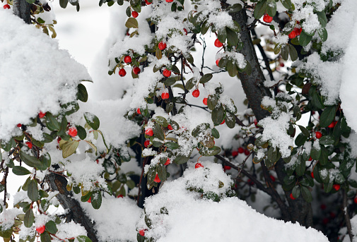 Closeup of a red berry bush covered in snow in the winter.