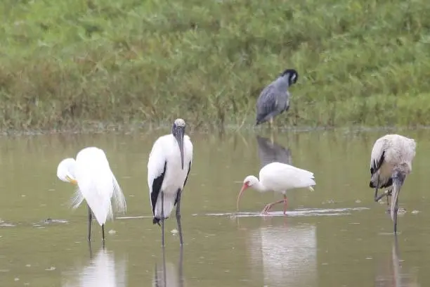 Great Egret, wood stork, white Ibis, and yellow-crowned night-heron feeding together in tropical coastal wetlands.