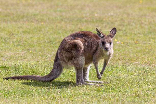istock Forester kangaroo, Macropus giganteus, the largest marsupial in Tasmania, Australia. 1952880689