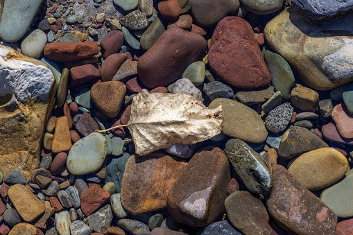 Dried leaf in the water with colorful rocks in the clear waters of Glacier National Park, Montana.