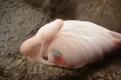 Day in springtime: above a flamingo nest. Single adult bird hiding the newborn between the feathers.
