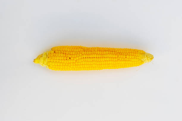 Single ear of corn isolated on white background as package design element