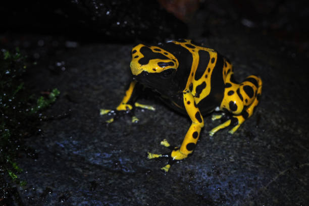 istock Yellow-banded poison dart frog, Dendrobates leucomelas 1952897075