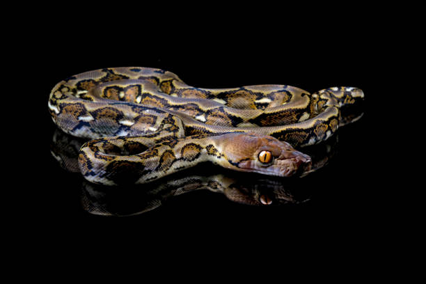 Green Balll Python 200+ Green Ball Python Stock Photos, Pictures & Royalty-Free Images ...