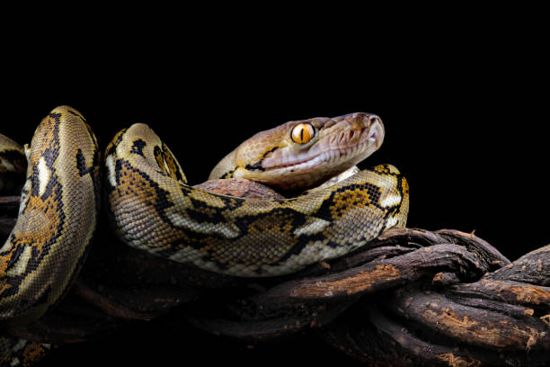 Green Color Ball Python 200+ Green Ball Python Stock Photos, Pictures & Royalty-Free Images ...