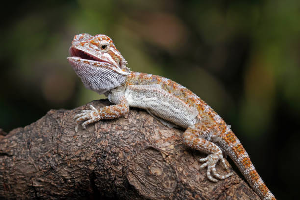 istock bearded dragon on a branch, pogona 1952900750
