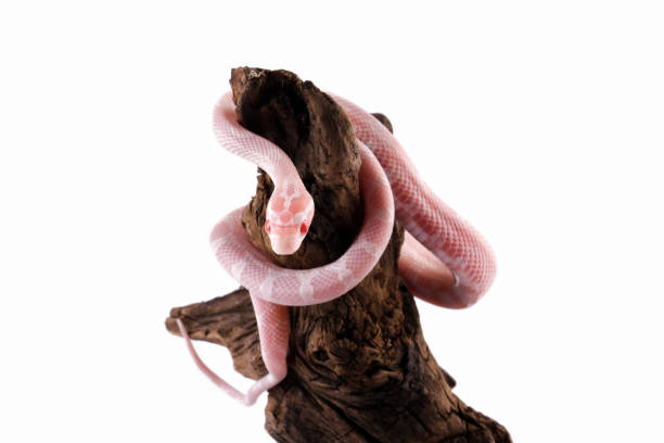 Corn snake isolated on white background, (Pantherophis guttatus) Baby red rat snake elaphe guttata guttata stock pictures, royalty-free photos & images