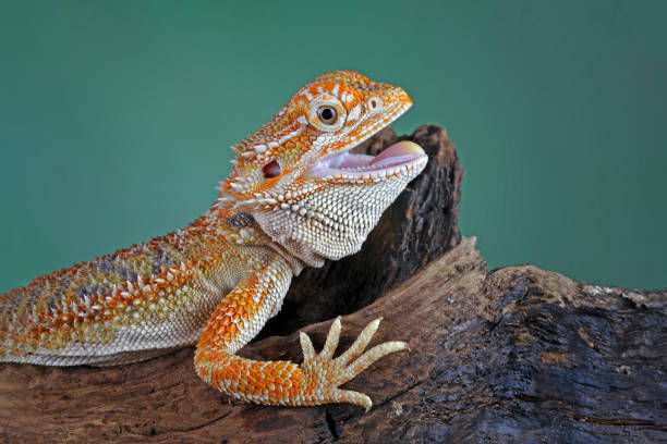 istock bearded dragon on wood 1952902353