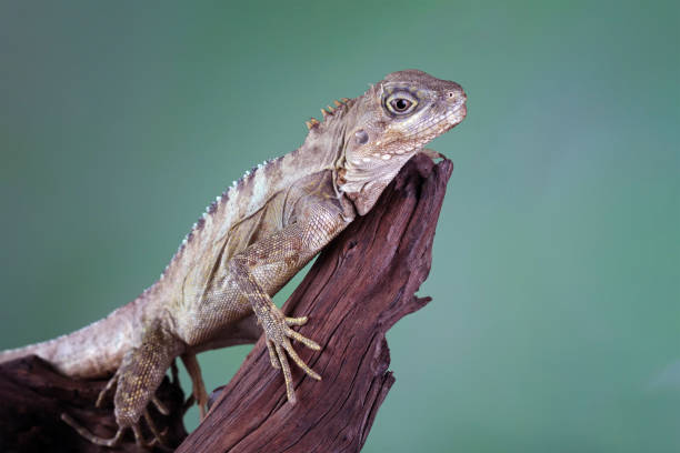 Close-up of a hypsilurus magnus forest dragon lizard sitting on a branch dragoon mountains photos stock pictures, royalty-free photos & images
