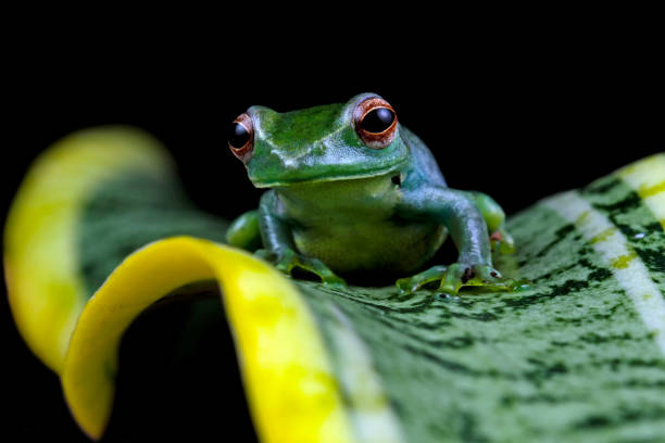 istock Rhacophorus dulitensis, Jade tree frog sitting on leaves 1952902882