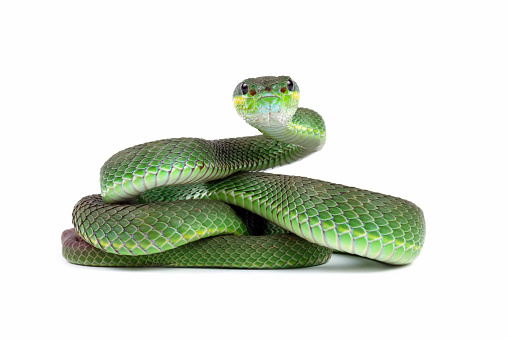 venomous and poisonous snake