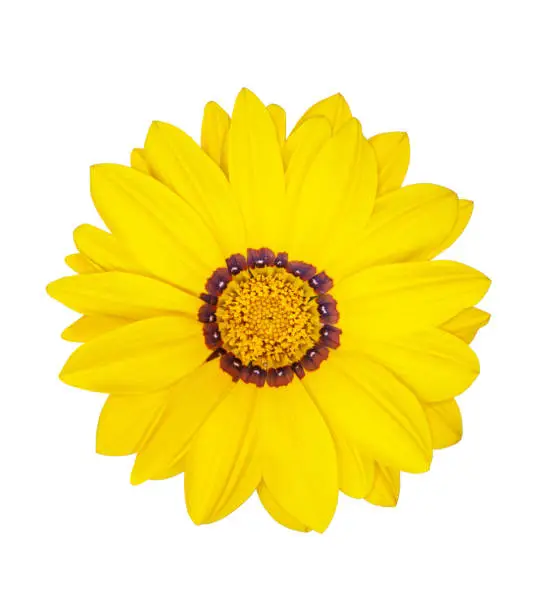Top view flowering yellow gazania sun flower transparent or white isolated background. Design element. Holiday