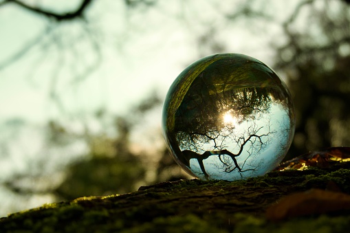 Close up of crystal ball on tree trunk
