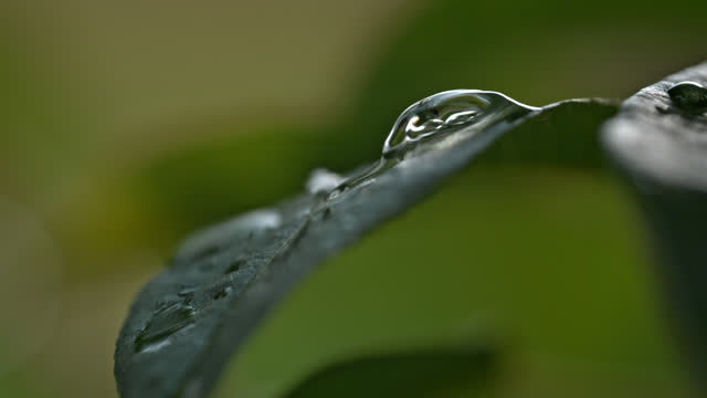 SUPER SLO MO Nature's Symphony: Close-Up Slow Motion of Dew Droplets Cascading Off Fresh, Wet Plant Leaf