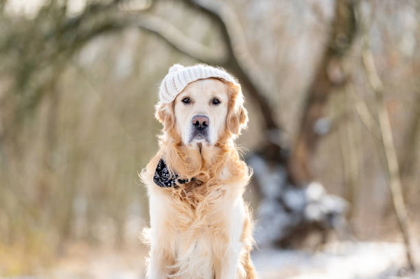 istock Golden Retriever Dog Sits Against Winter Forest Backdrop 1952937420