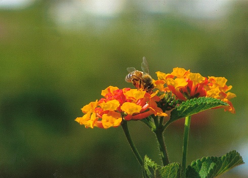 Bee perched on a bunch of yellow and orange flowers retrieving nectar