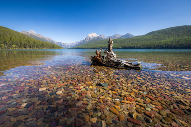 istock Old stump in Bowman Lake, Montana 1952945408