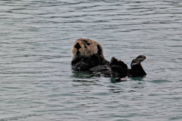 istock Sea Otter at Resurrection Bay, Alaska, US 1952946482
