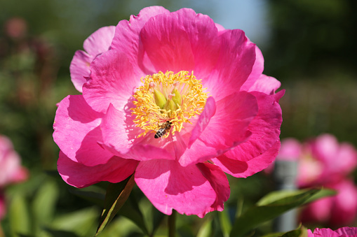 Beautiful pink paeonia in the garden