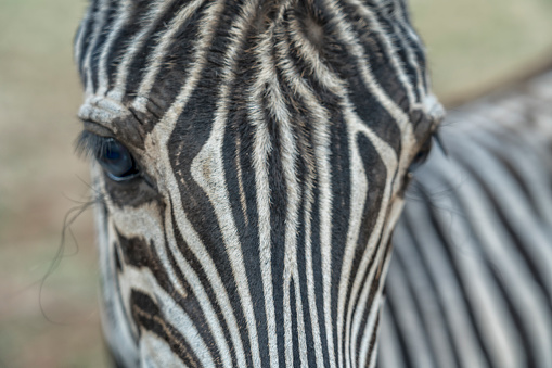 Part of zebra, close up of zebra head, Brijuni islands, national park, Croatia