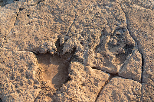 Real dinosaur footprints on the rock at the sea, Brijuni island, Croatia