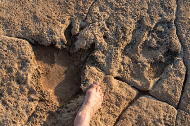 istock Dinosaur footprints on the rock, Brijuni island 1952958139