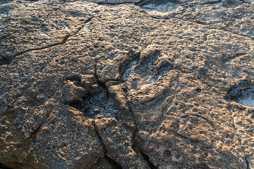 Real dinosaur footprints on the rock at the sea, Brijuni island, Croatia