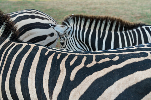 A zebra...or two?
