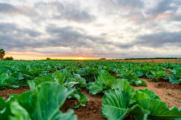 Organic cabbage plantation in Valencia, Spain. High resolution 42Mp outdoors digital capture taken with SONY A7rII and Zeiss Batis 25mm F2.0 lens