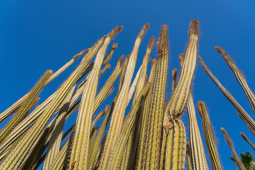 Long cactus with thorns and blue sky background in Sharm El Sheikh, Egypt