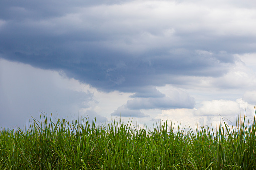 Sugar cane plantation under cloudy sky in Brazil