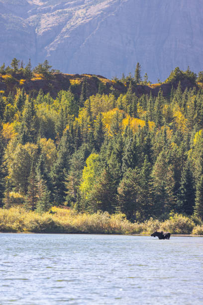istock Bull moose in Red Rock Lake 1952985511