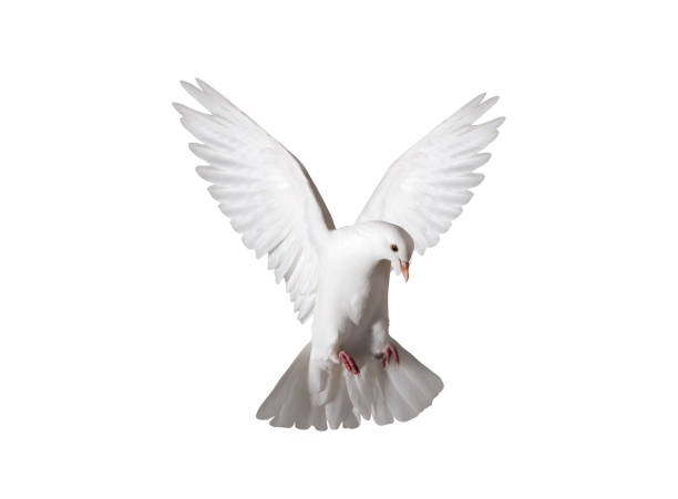 istock white dove in flight isolated on white 1952987083