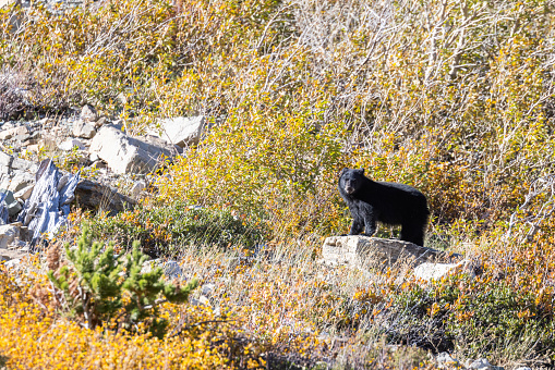 Young black bear standing on a rock with autumn foliage all around in Glacier National Park, Montana.