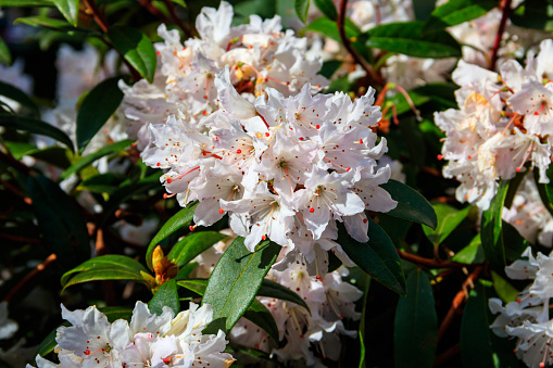 Beautiful blooming tree rhododendron (Rhododendron arboreum) in the botanical garden