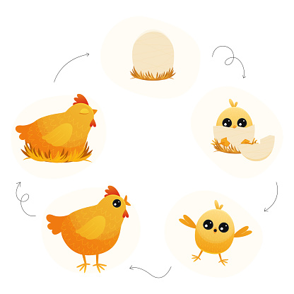 Chicken life cycle. Cartoon broody hen with chicks and eggs, step by step from egg to adult and back, chicken embryo to adult and chicks. Vector illustration. Little chicks hatching from eggshell