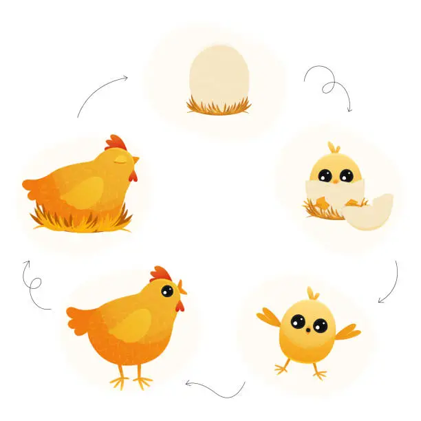 Vector illustration of Chicken life cycle. Cartoon broody hen with chicks and eggs, step by step from egg to adult and back, chicken embryo to adult and chicks. Vector illustration
