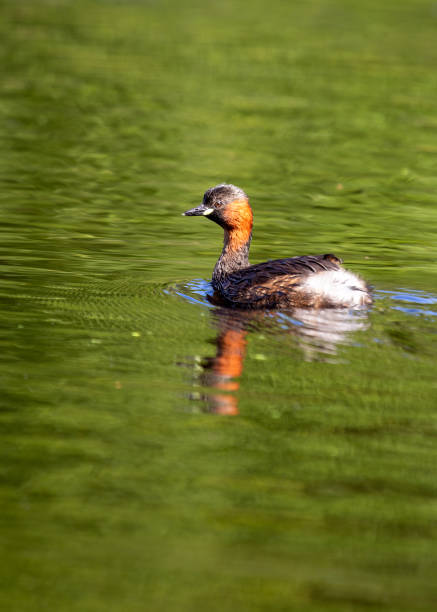 istock Little Grebe (Tachybaptus ruficollis) in St. Phoenix Park, Dublin 1953006330